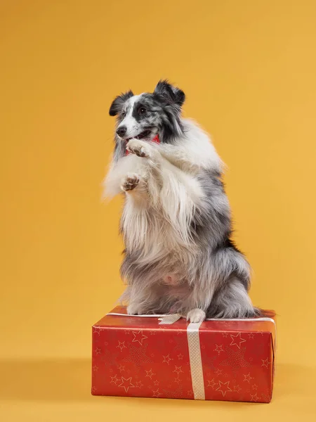 Sárga hátterű kutya. háziállatok születésnapja. Márvány Sheltie Ünnepi doboz — Stock Fotó