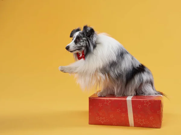 Pies na żółtym tle. Urodziny zwierząt. Marbled Sheltie z pudełkiem Celebration — Zdjęcie stockowe