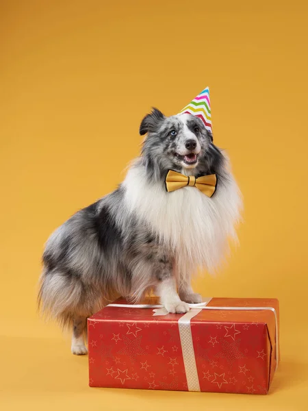 dog on a yellow background. pets birthday. Marbled Sheltie with Celebration Box