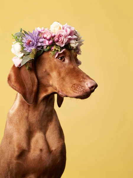 Hond met een bloemkrans op zijn hoofd. Hongaarse Vizsla op een geel — Stockfoto