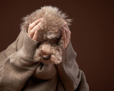 Çekici bir kaniş köpeği, yorgun bir ifadeyle ve çenesinin altında el ele tutuşan.. 