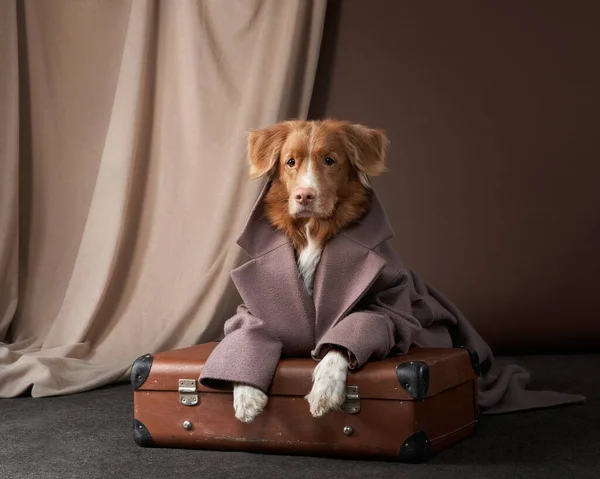 Dog in human clothes. Pet in a coat. Funny Nova Scotia Tolling Retriever. — Stock Photo, Image