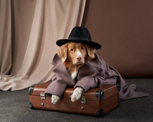 Dog in human clothes. Pet in a coat. Funny Nova Scotia Tolling Retriever. — Stock Photo, Image