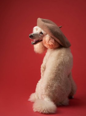 Klasik bir köpek portresi. Bereli beyaz kaniş.