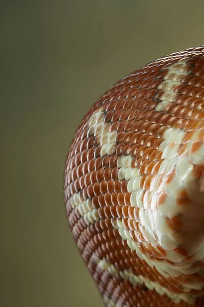 Serpiente sobre un fondo negro. Pitón de alfombra. — Foto de Stock