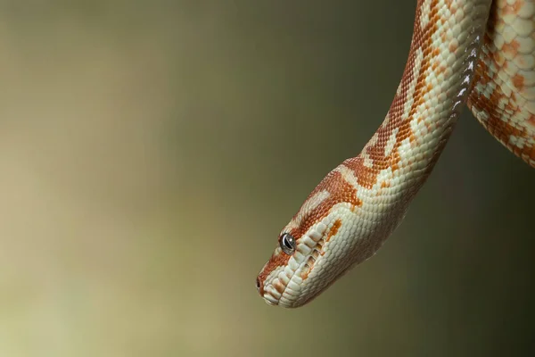 Serpente em um fundo preto. Píton de tapete. — Fotografia de Stock