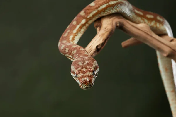 Serpente em um fundo preto. Píton de tapete. — Fotografia de Stock