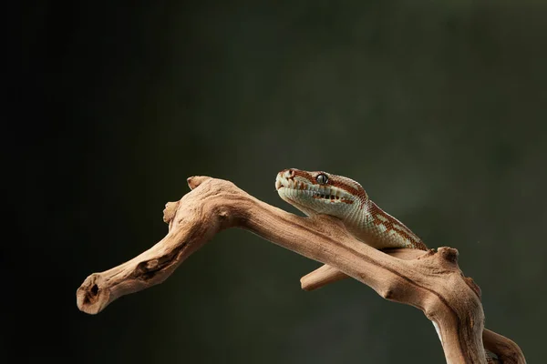 Serpiente sobre un fondo negro. Pitón de alfombra. — Foto de Stock