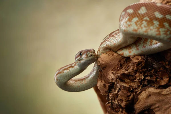 검은 배경에 뱀. 카펫 비단뱀. — 스톡 사진