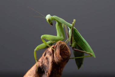 Yeşil arka planda peygamber devesi. Böcek avlar