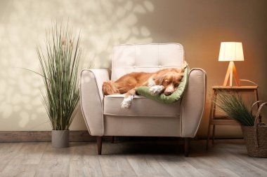 Sandalyedeki köpek. Nova Scotia Ördek Avcısı stüdyoda.. 