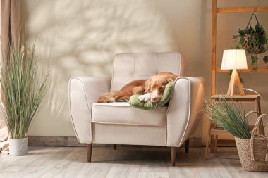 Sandalyedeki köpek. Nova Scotia Ördek Avcısı stüdyoda.. 