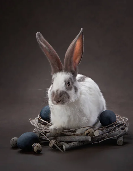 Due simpatici conigli su sfondo marrone. santa Pasqua, festa, oggetti di scena — Foto Stock