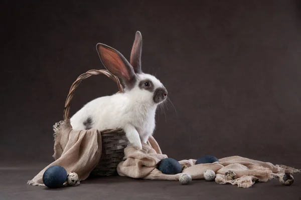 Dva roztomilí králíci na hnědém pozadí. svaté Velikonoce, dovolená, rekvizity — Stock fotografie