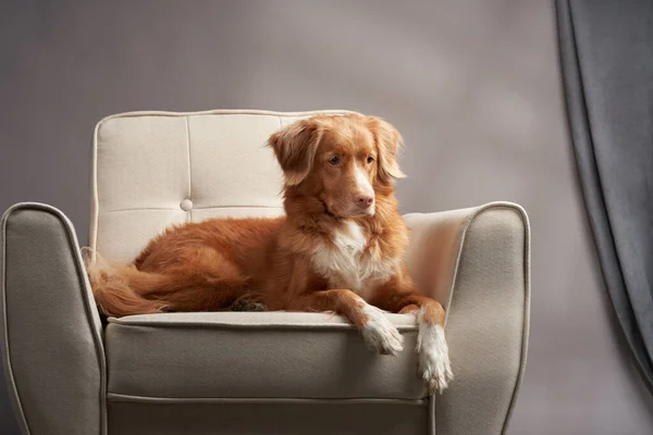 Perro en una silla. nova Scotia pato peaje recuperador en el estudio. — Foto de Stock