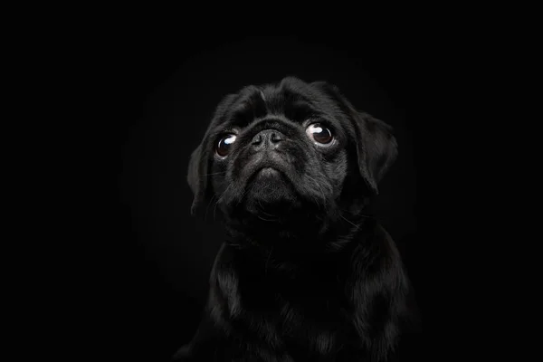 Carlino nero su fondo nero. Ritratto animale domestico in studio — Foto Stock