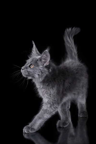 Maine Coon Kitten på en grå bakgrund. katt porträtt i studio — Stockfoto