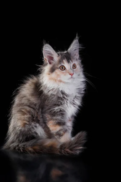 Maine Coon Kitten sobre un fondo gris. retrato de gato en estudio — Foto de Stock