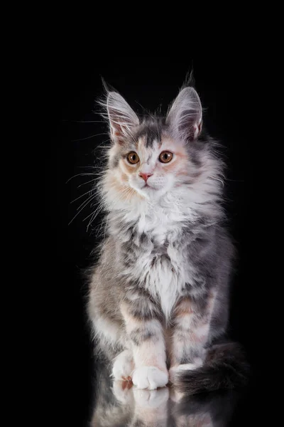 Maine Coon Kitten auf grauem Hintergrund. Katzenporträt im Studio — Stockfoto