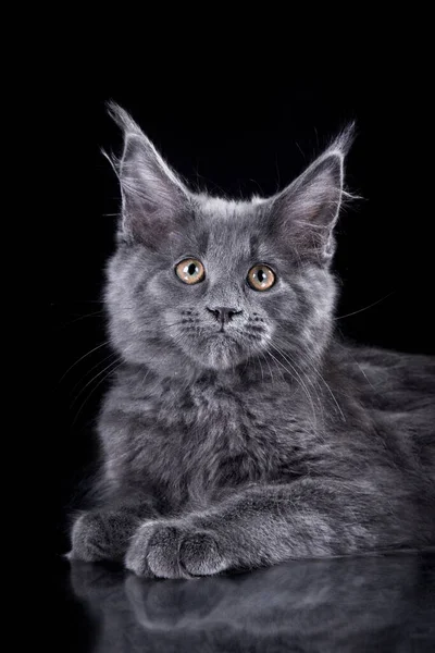 Maine Coon Kitten na šedém pozadí. kočičí portrét ve studiu — Stock fotografie