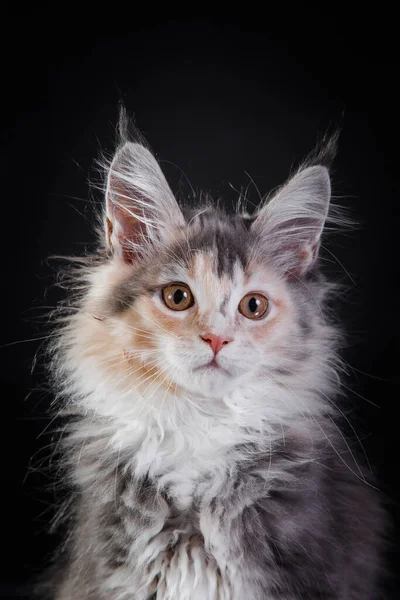 Maine Coon Kitten sobre un fondo gris. retrato de gato en estudio —  Fotos de Stock
