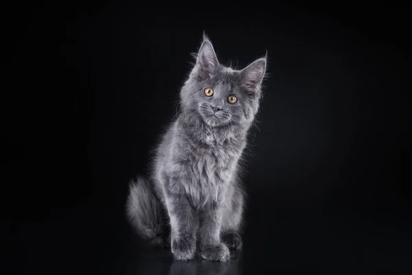 Maine Coon Kitten sobre un fondo gris. retrato de gato en estudio — Foto de Stock