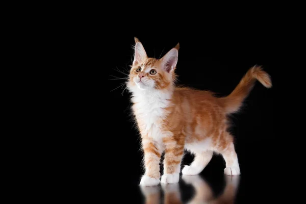 Maine Coon Kotek na szarym tle. portret kota w studio — Zdjęcie stockowe