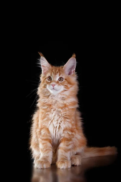 メインコーングレーの背景に子猫。スタジオでの猫の肖像 — ストック写真