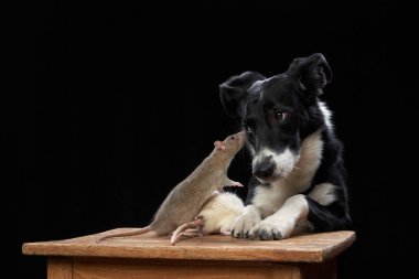 Köpek ve fareler siyah arka planda birlikte. Evcil hayvan ilişkileri. 