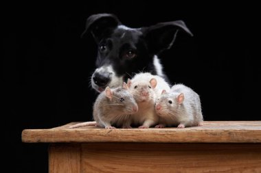 Köpek ve fareler siyah arka planda birlikte. Evcil hayvan ilişkileri. 