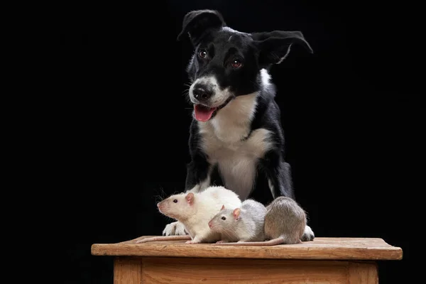 Hund und Ratten zusammen auf schwarzem Grund. Haustierbeziehungen. — Stockfoto