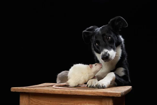 Cane e ratti insieme su uno sfondo nero. Relazioni con animali domestici. — Foto Stock