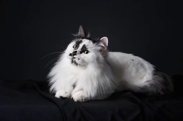 Смішна чорно-біла котяча кішка. Тварина на чорному тлі — стокове фото