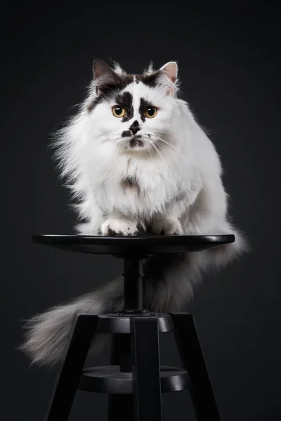 Lustige schwarz-weiße Munchkin Cat. Haustier auf schwarzem Hintergrund — Stockfoto