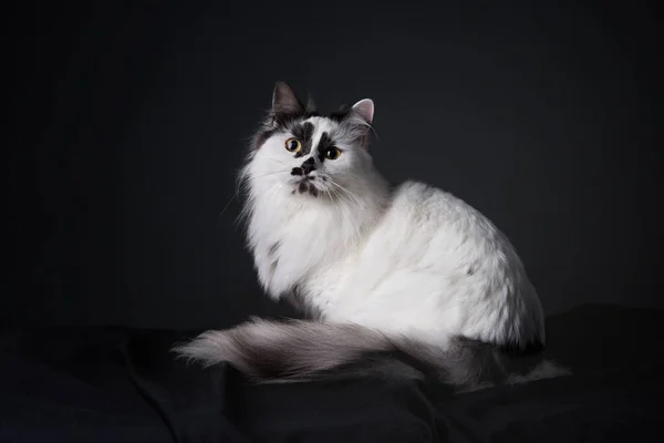 Lustige schwarz-weiße Munchkin Cat. Haustier auf schwarzem Hintergrund — Stockfoto