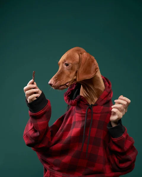 Hipsterhund i huvtröja håller snacks med händerna. Konceptuellt porträtt av en hund på en grön bakgrund. — Stockfoto