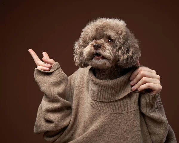 Um cão poodle atraente, com uma expressão cansada e de mãos dadas sob o queixo. — Fotografia de Stock