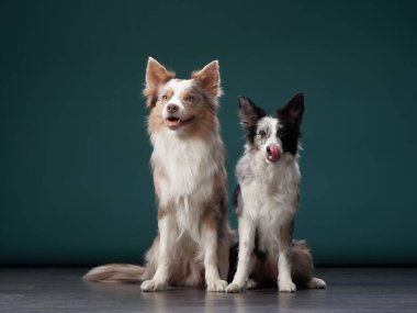 Komik köpek. Mutlu Sınır Collie eğrisi ağızlık