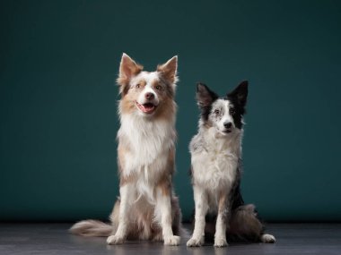Komik köpek. Mutlu Sınır Collie eğrisi ağızlık