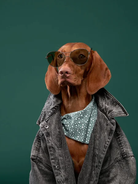 สุนัขฮังการีวิสทาสในแจ็คเก็ตเดนนิม สัตว์เลี้ยงตลกในเสื้อผ้า — ภาพถ่ายสต็อก