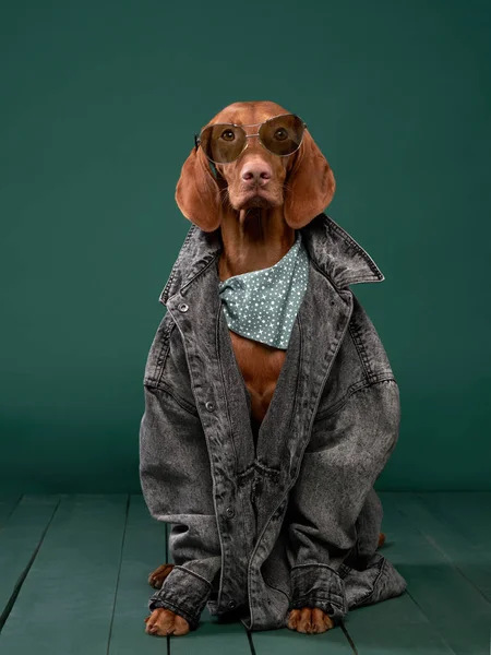 Ungerska Vizsla hund i jeansjacka. Roligt husdjur i kläder — Stockfoto