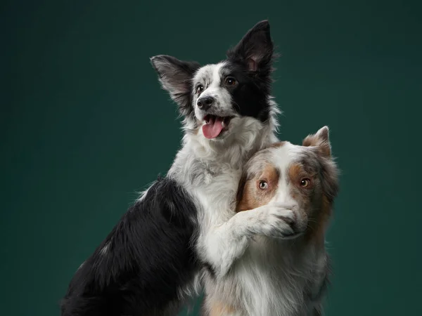 Perro gracioso. Bozal de curva Happy Border Collie — Foto de Stock