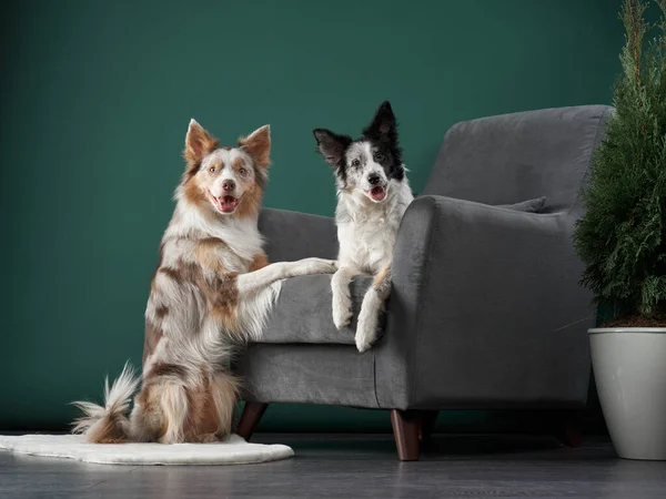 Lustiger Hund. Glückliche Border Collie Kurve Schnauze — Stockfoto