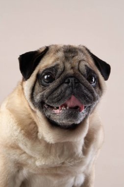 Mutlu köpek. Stüdyoda bej arka planda bir pug..