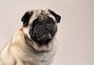 Mutlu köpek. Stüdyoda bej arka planda bir pug..
