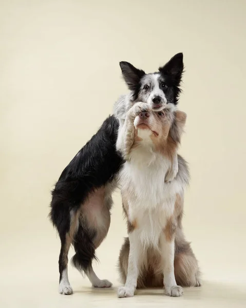 Lustig hund. Glad gräns Collie glad munkorg — Stockfoto