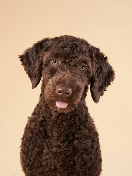Chiot espagnol drôle de chien d'eau sur un fond beige. Portrait d'un animal de compagnie dans un studio photo — Photo