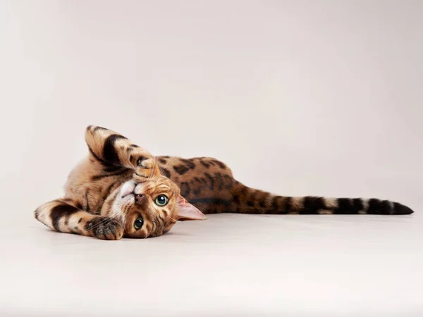Gato de bengala sobre un fondo beige. divertido mascota jugando —  Fotos de Stock