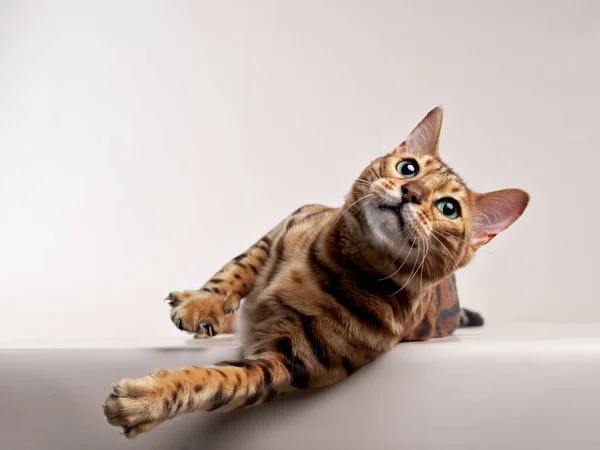Gatto bengala su sfondo beige. divertente animale domestico giocare — Foto Stock