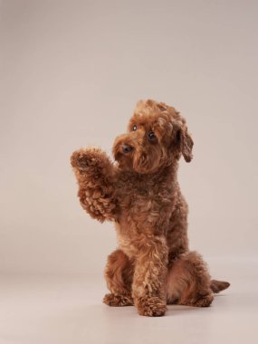 Bej arka planda kırmızı maltipoo. Fotoğraf stüdyosundaki kıvırcık köpek.